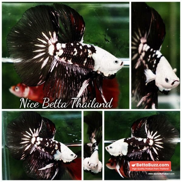 Betta fish Killer Shadow Black Star Full Helmet Samurai (Ultra Rare) HM - Image 8