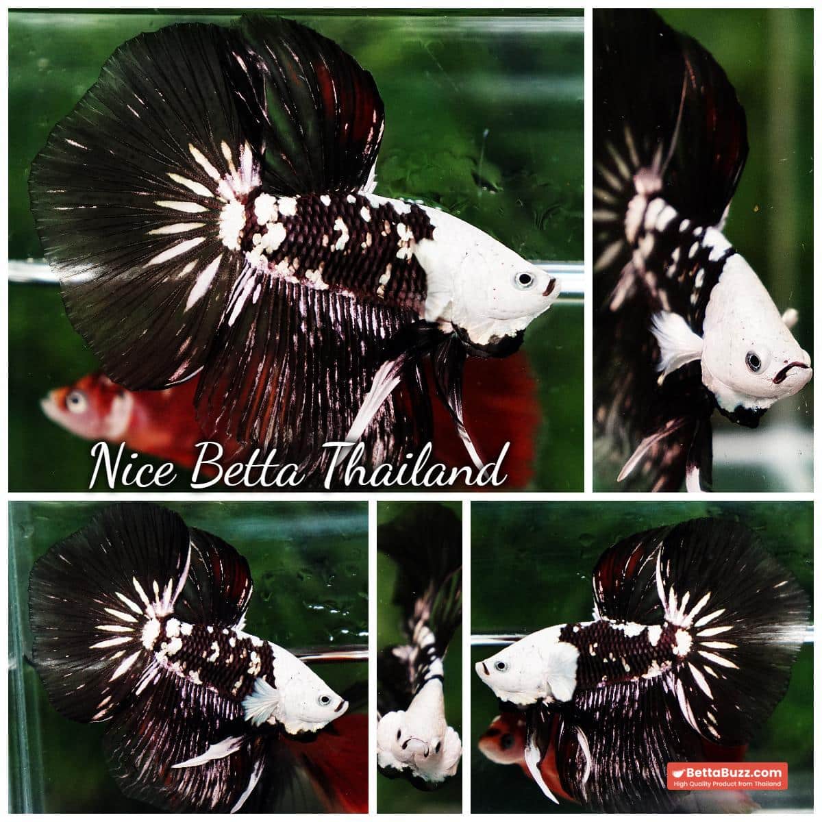 Betta fish Killer Shadow Black Star Full Helmet Samurai (Ultra Rare) HM - Image 8