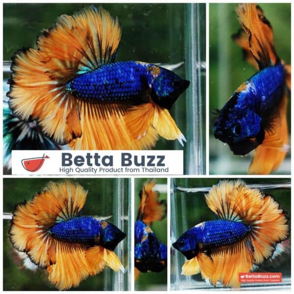 Betta Fish Yellow Blue Macaw Sky Hawk Feather tail OHM