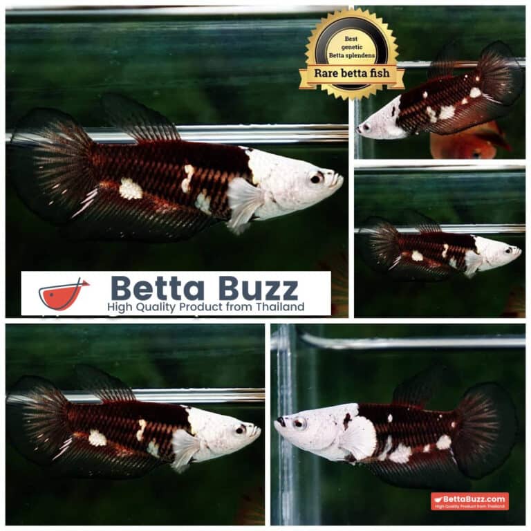 Female Betta fish Killer Shadow Black Star Full Helmet Samurai (Ultra Rare) HM