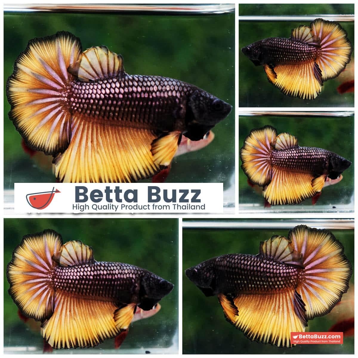Female Betta Fish Copper Mustard Gas HM Betta Buzz Female Betta Fish Copper Mustard Gas HM Betta Buzz