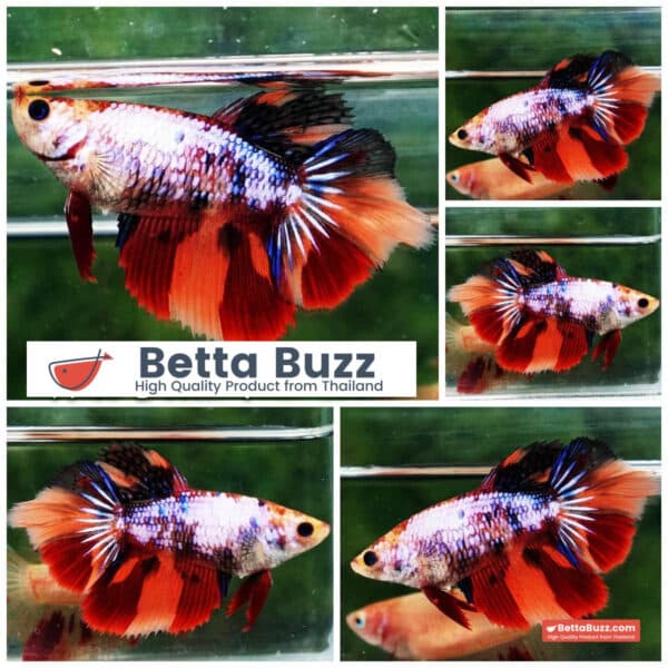 Female Betta fish Multicolor Candy Nemo HM