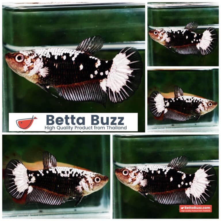 Female Betta fish Killer Shadow Black Star Samurai HMPK