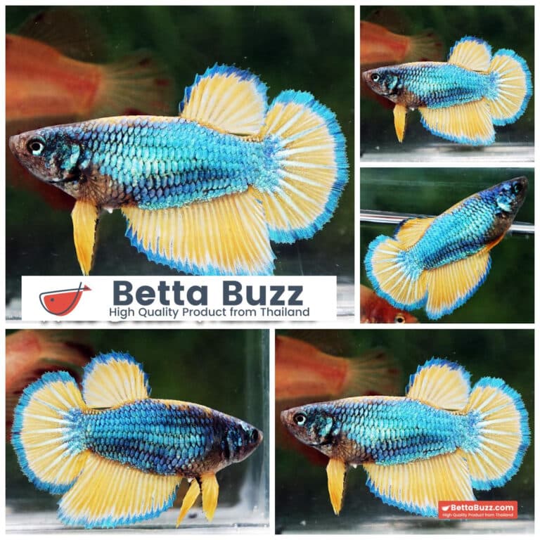 Female Betta fish Blue Mustard Gas Butterfly HM