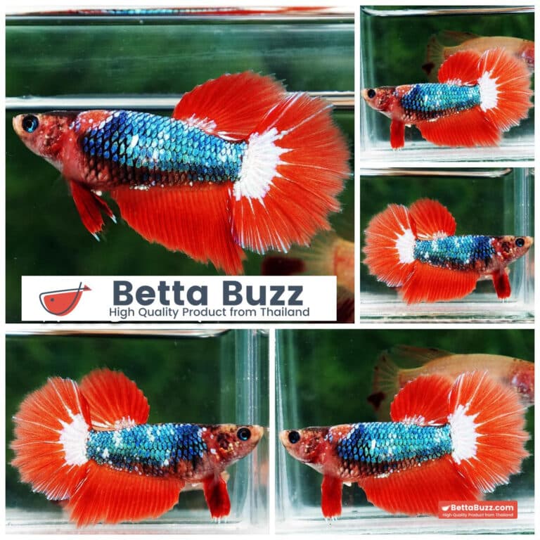 Female Betta fish Emerald On Fire Rosetail HM