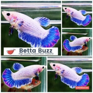 Female Betta fish Sweet Mascot HM