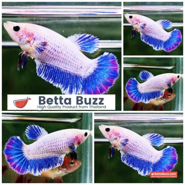 Female Betta fish Sweet Mascot HM