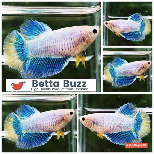 Female Betta fish Moon Pastel Mascot HM