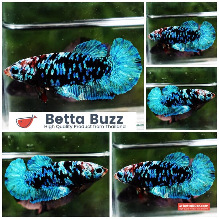 Female Betta Fish Queen Devil Black Star Avatar HMPK