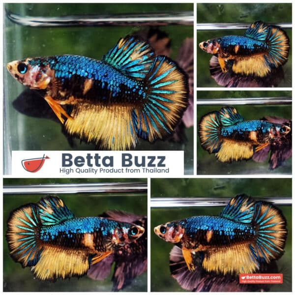 Female Betta fish Blue Warrior Mustard Gas HM