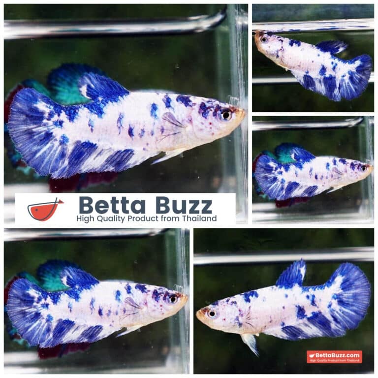 Female Betta fish Blue Marble HM