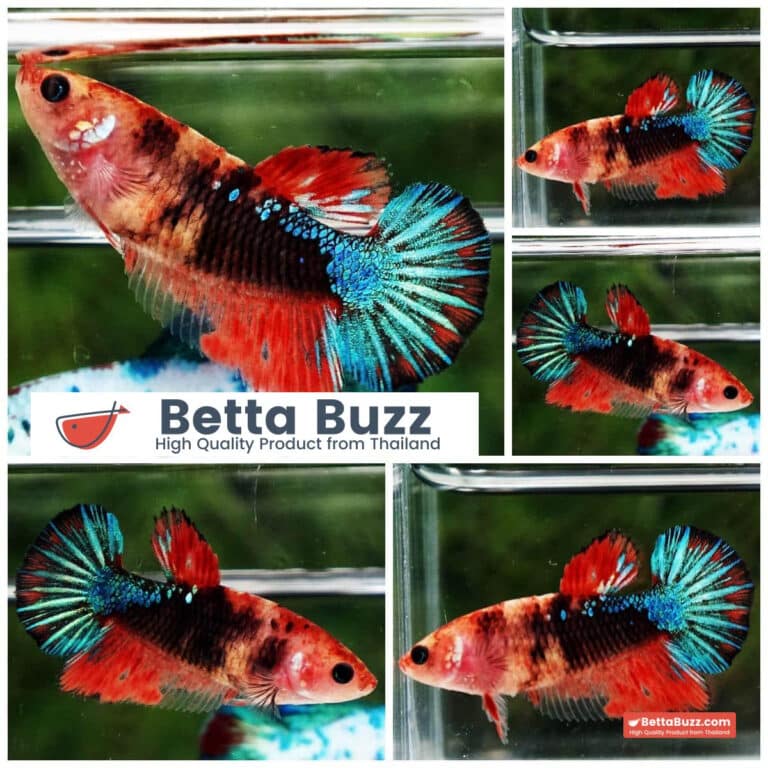 Female Betta Fish Halloween Black Light HM