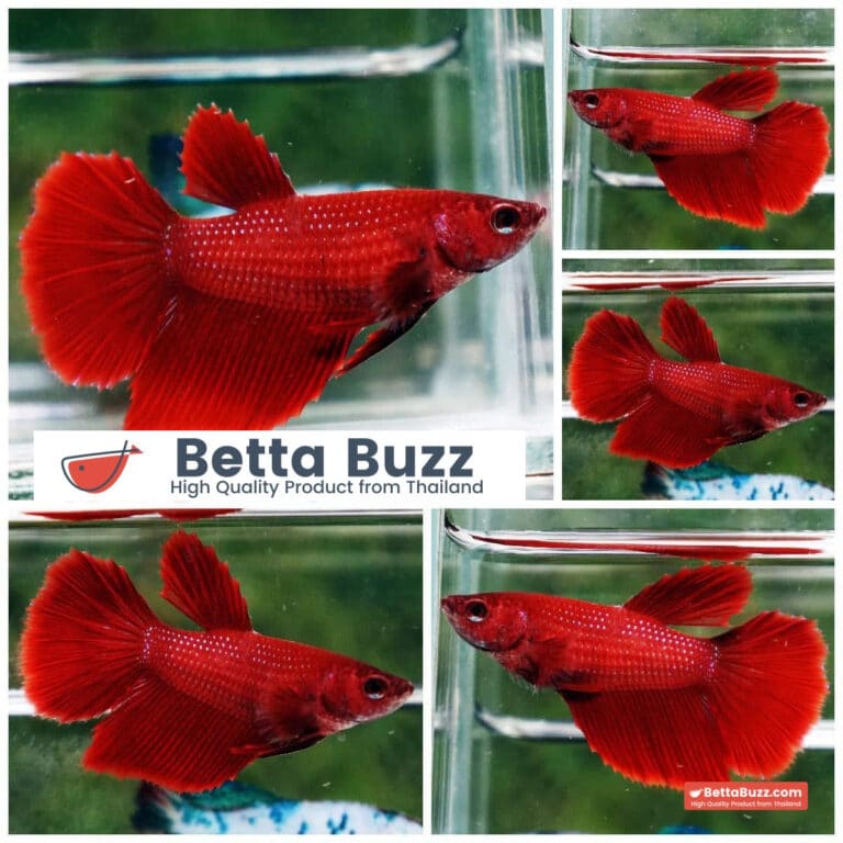 Female Betta Fish Super Red HM