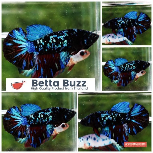 Female Betta fish Vampire Blue Black Star Avatar HM