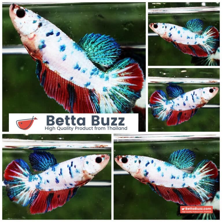 Female Betta fish Magical Fancy Marble Series HM