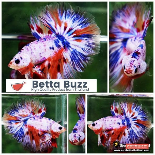 Betta Fish Siam Rainbow Candy Nemo OHM