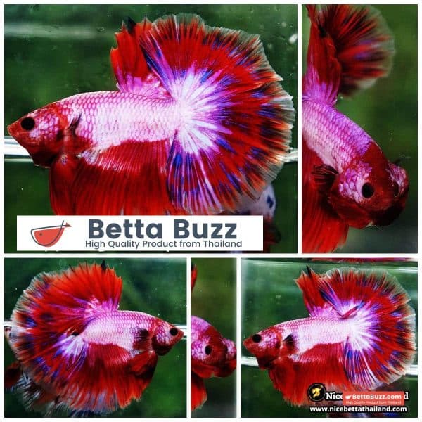 Betta Fish Fancy Magical Sweetie Pony Hawk OHM