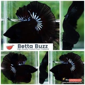 Betta Fish The Black Dread Hawk OHM
