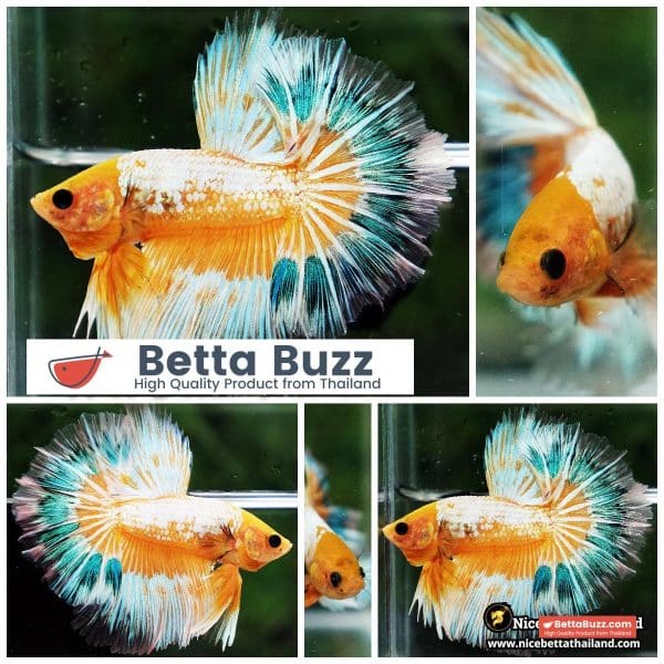 Betta fish Fancy Yellow Star Dust Tricolor OHM