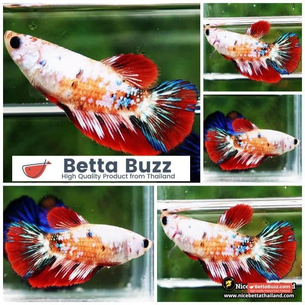 Female Betta Fish Fancy Koi Galaxy HM