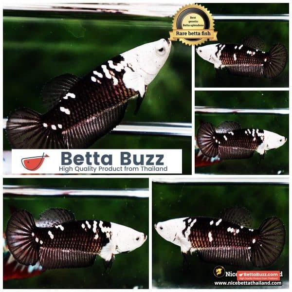 Queen Betta fish Killer Shadow Black Star Full Helmet Samurai (Ultra Rare) HM