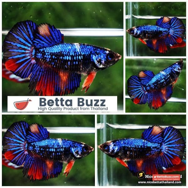 Female Betta Fish Blue Warriors On Fire HM