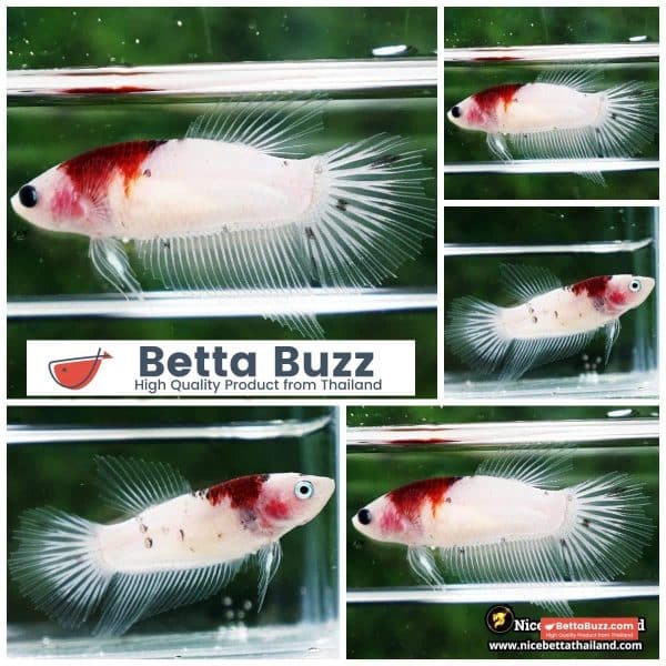 Female Betta Fish Tunjo Koi HM