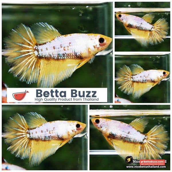 Female Betta Fish Fancy Yellow Star Dust HM