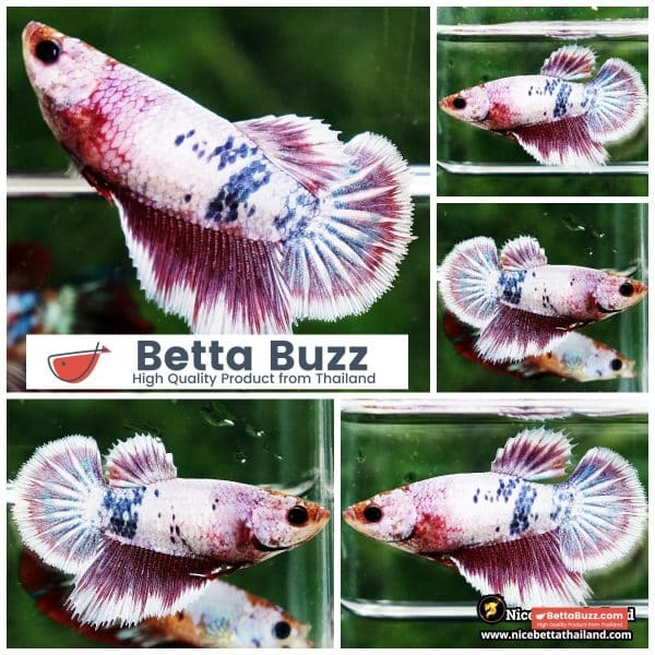 Female Betta Fish Fancy Magical Pony Angle Ring HM