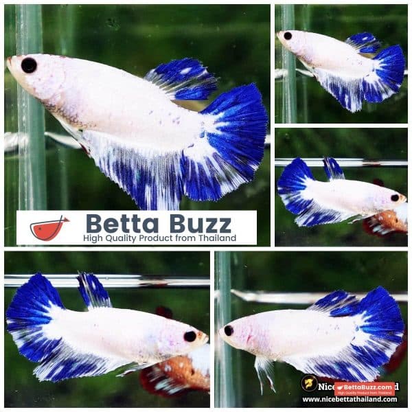 Female Betta fish Blue Rim Marble HM