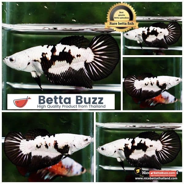 Queen Betta fish Killer Shadow Black Star Samurai (Ultra Rare) HM