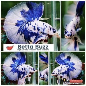 Betta Fish Prince of Blue Marble Dot Hawk OHM