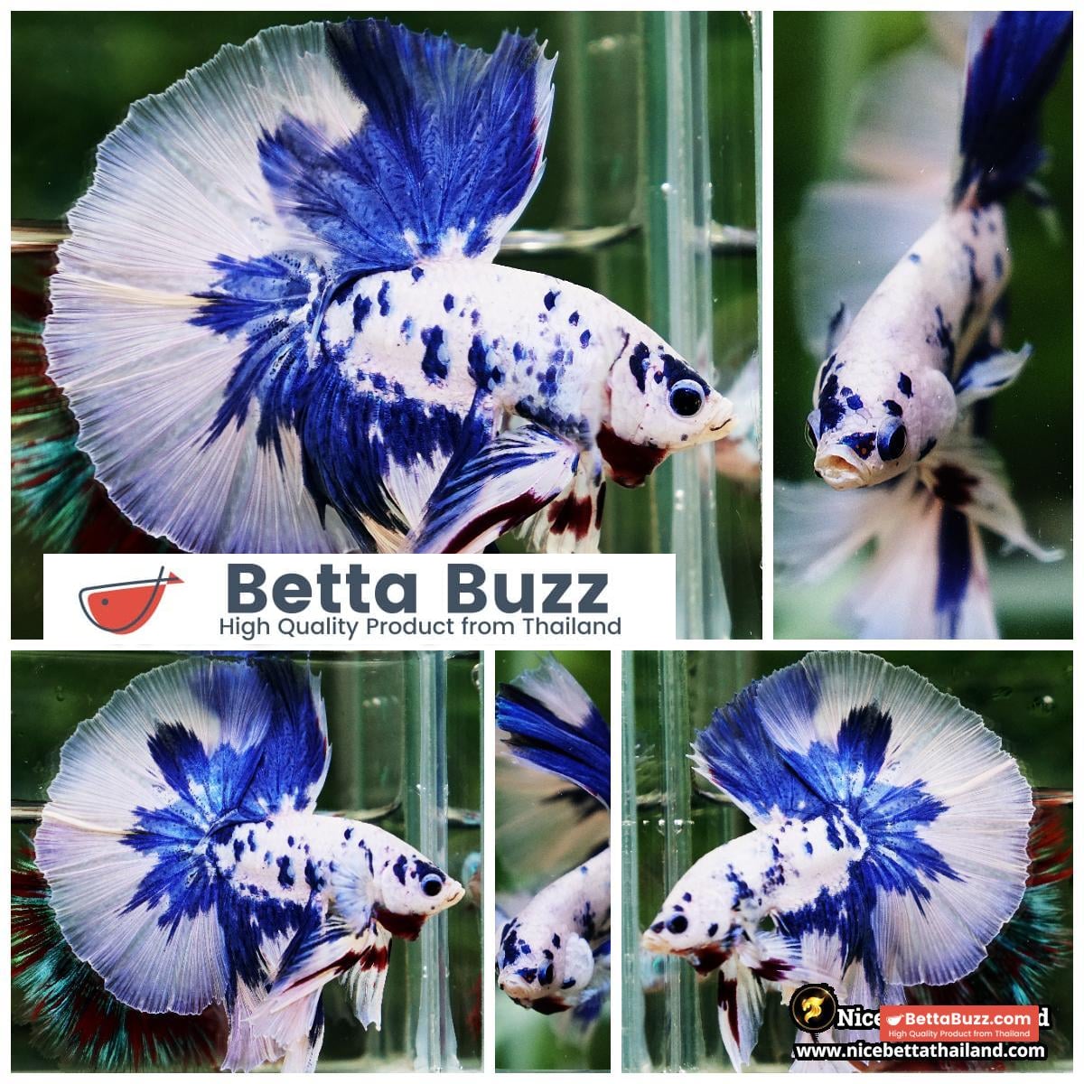 Betta Fish Prince of Blue Marble Dot Hawk OHM