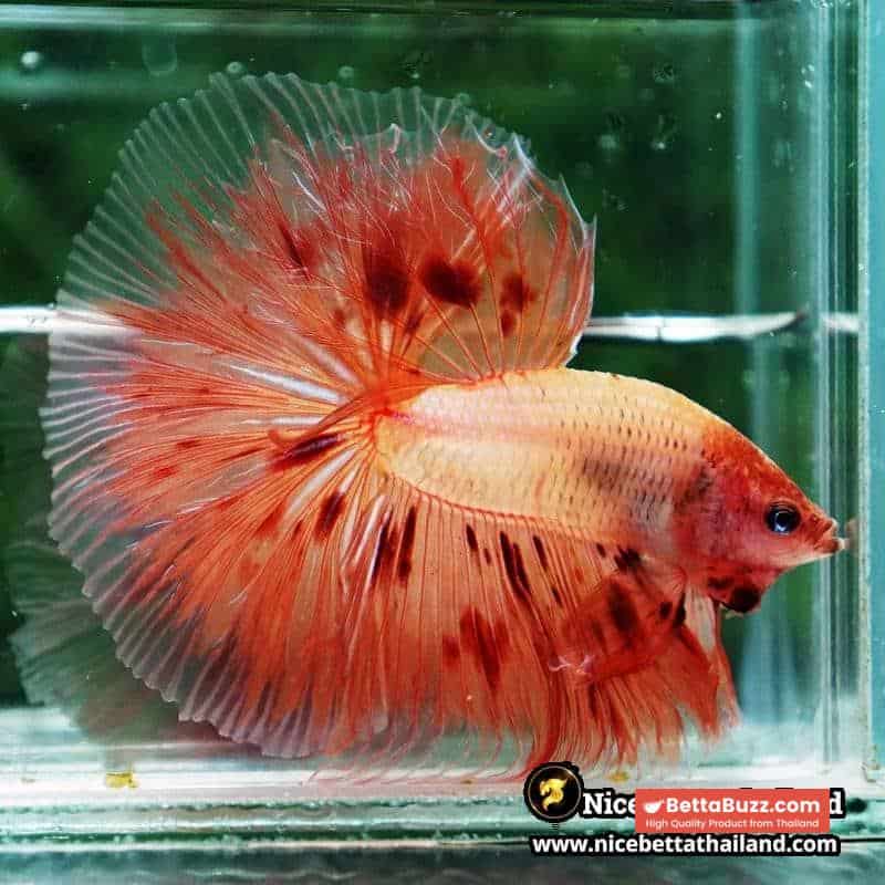 Betta fish Armageddon Meteor Large Size OHM - Image 3