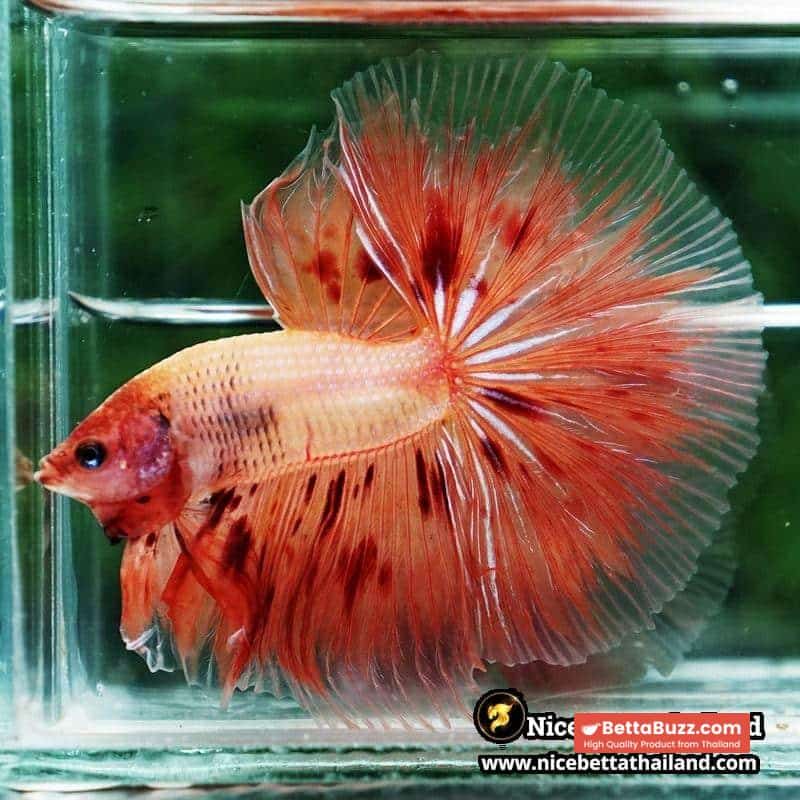 Betta fish Armageddon Meteor Large Size OHM - Image 2
