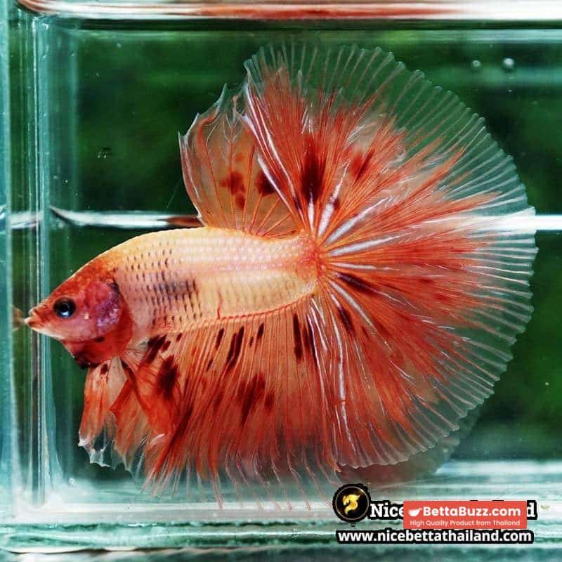 Betta fish Armageddon Meteor Large Size OHM - Image 4