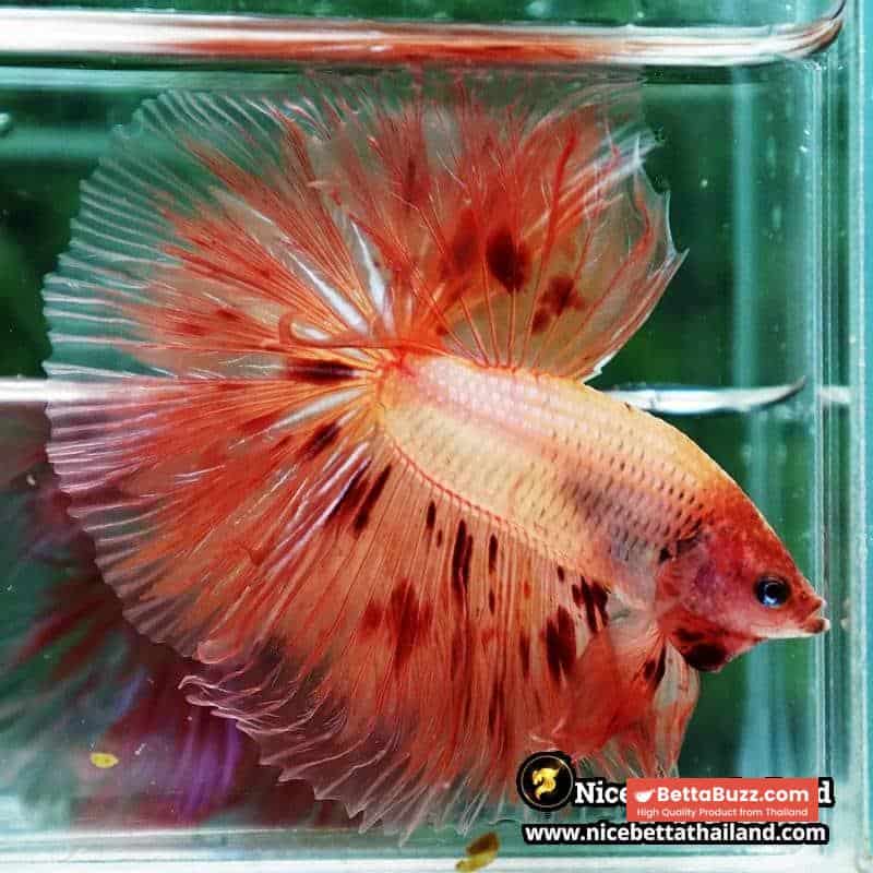 Betta fish Armageddon Meteor Large Size OHM - Image 5