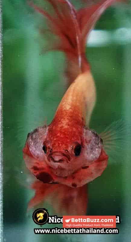 Betta fish Armageddon Meteor Large Size OHM - Image 7