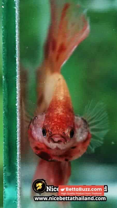 Betta fish Armageddon Meteor Large Size OHM - Image 8