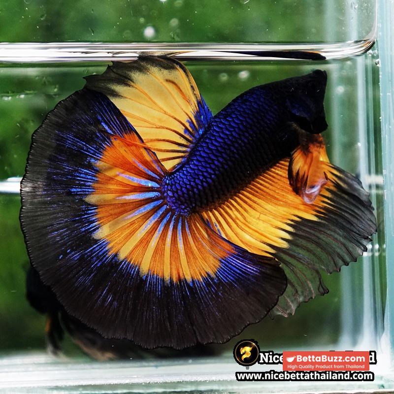 Betta Fish Butterfly King Black Pumpkin OHM - Image 2