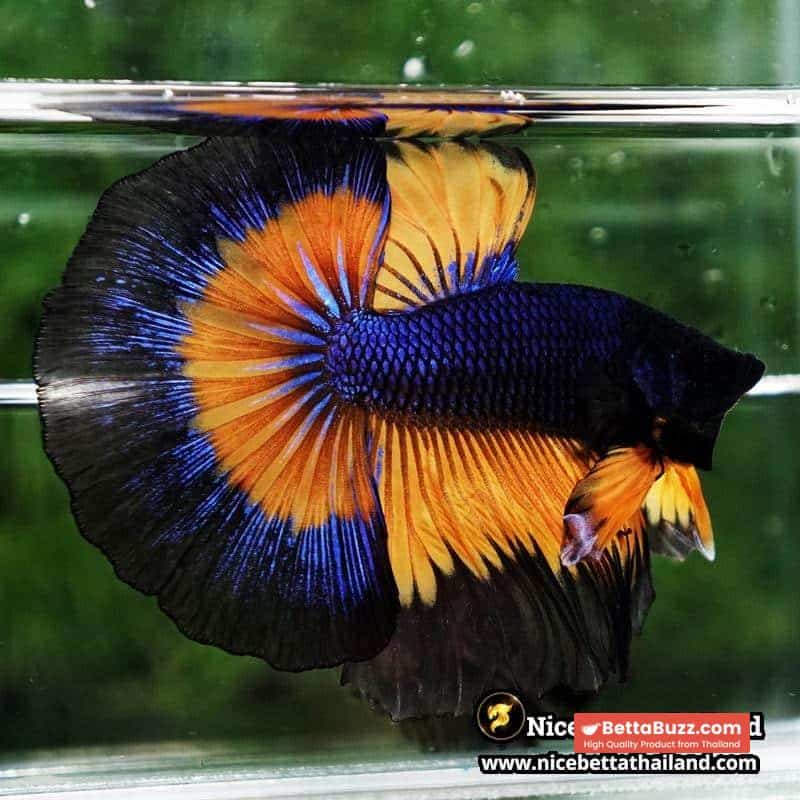 Betta Fish Butterfly King Black Pumpkin OHM - Image 4