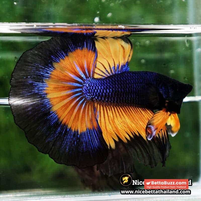 Betta Fish Butterfly King Black Pumpkin OHM - Image 6