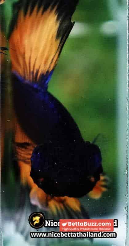 Betta Fish Butterfly King Black Pumpkin OHM - Image 7