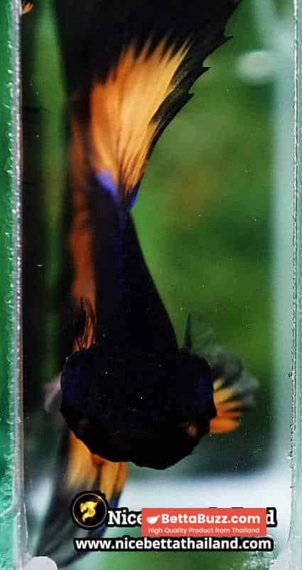 Betta Fish Butterfly King Black Pumpkin OHM - Image 8