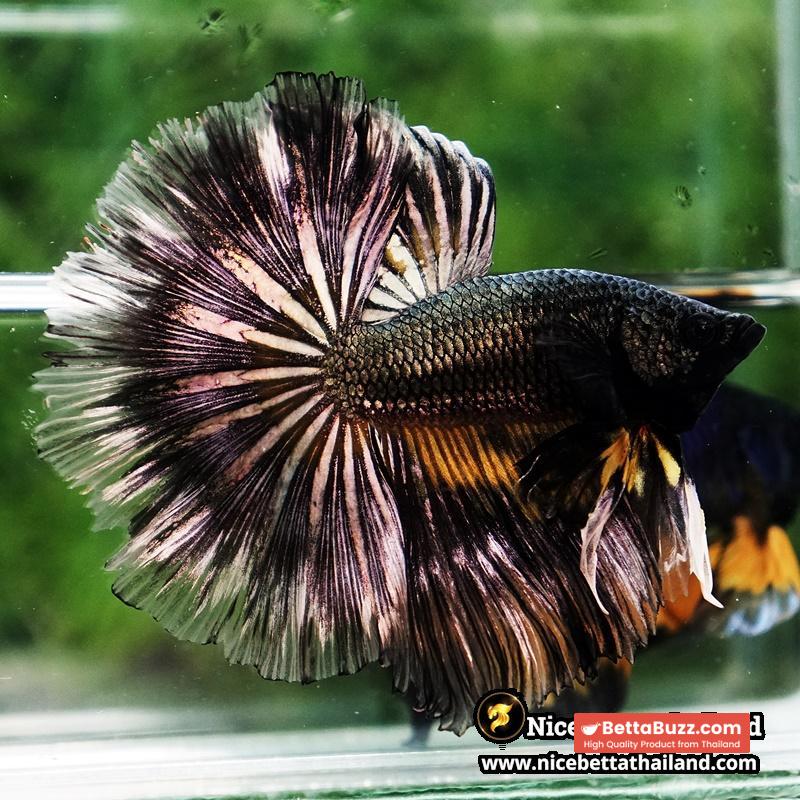 Betta Fish Copper Black Copper Mustard Gas OHM - Image 4