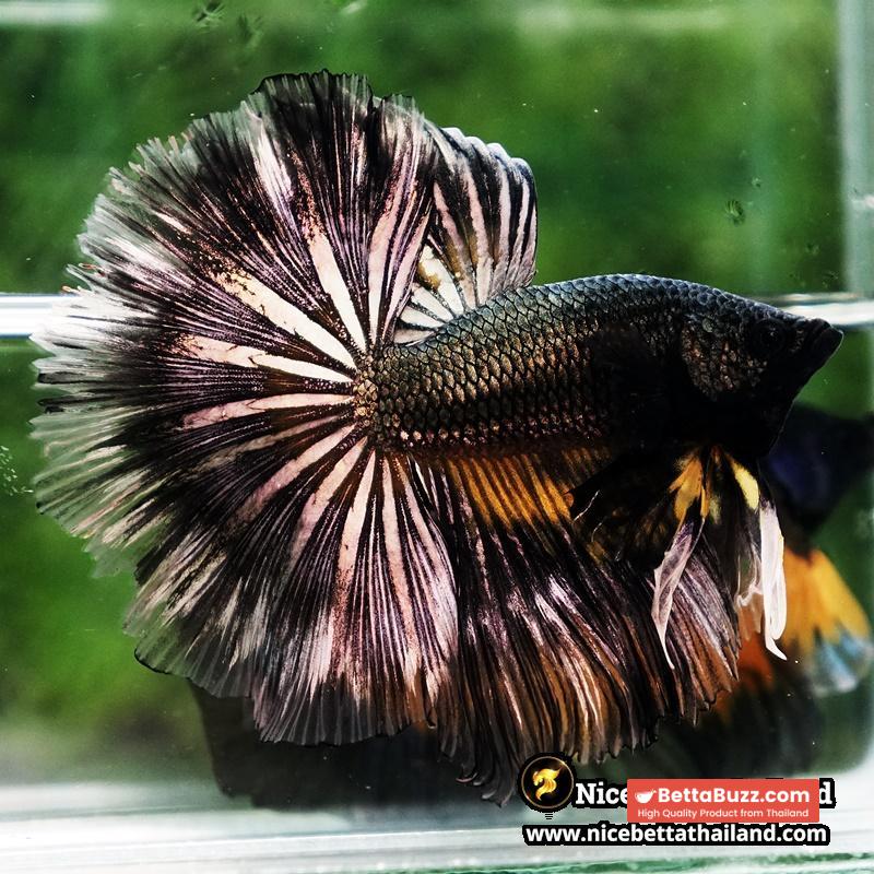 Betta Fish Copper Black Copper Mustard Gas OHM - Image 2