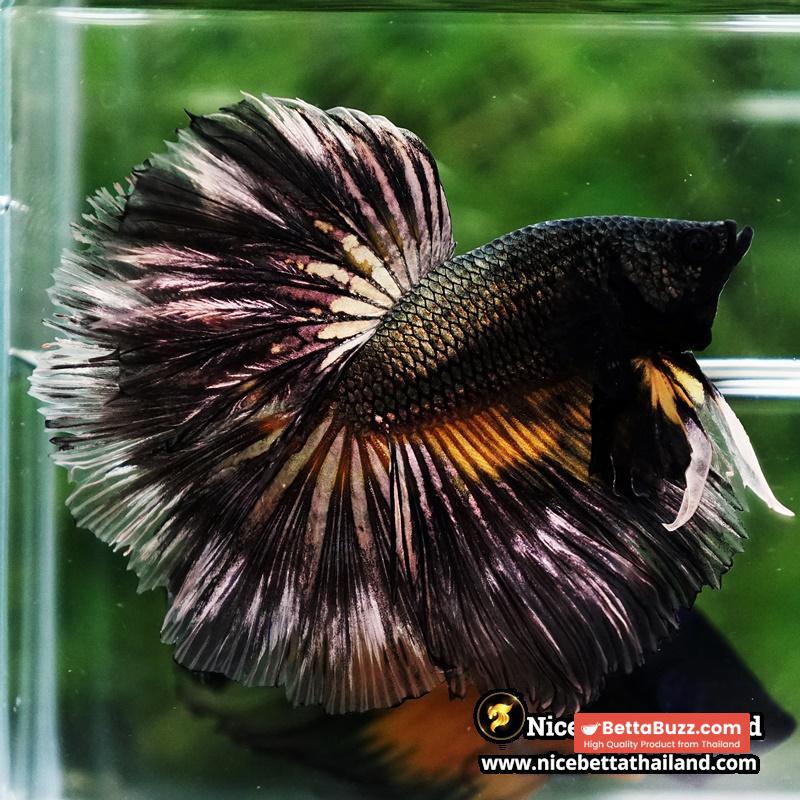 Betta Fish Copper Black Copper Mustard Gas OHM - Image 5
