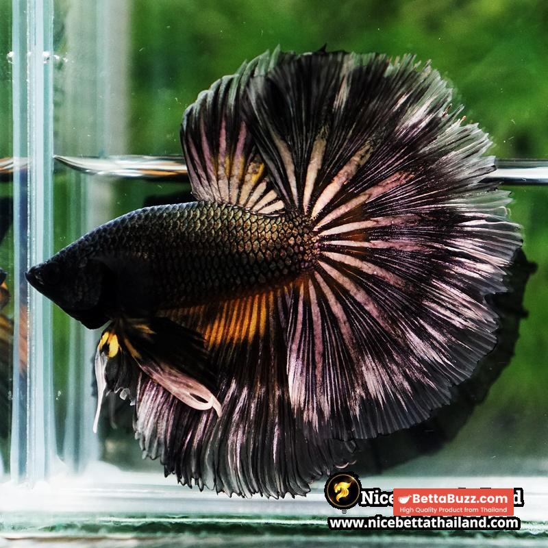 Betta Fish Copper Black Copper Mustard Gas OHM - Image 6