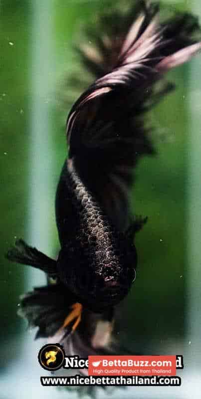 Betta Fish Copper Black Copper Mustard Gas OHM - Image 7