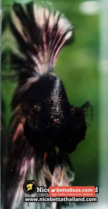 Betta Fish Copper Black Copper Mustard Gas OHM - Image 8